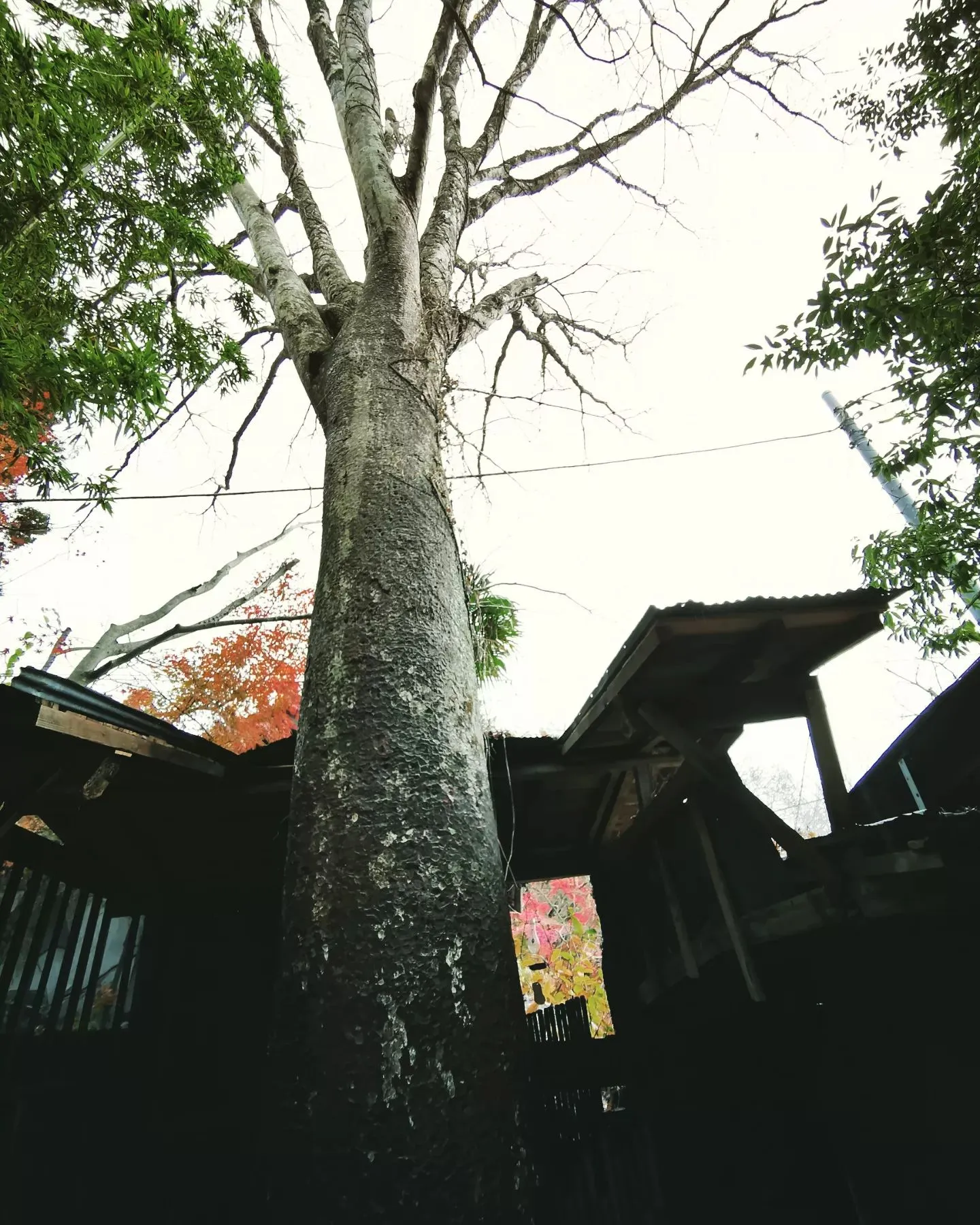 秘密基地