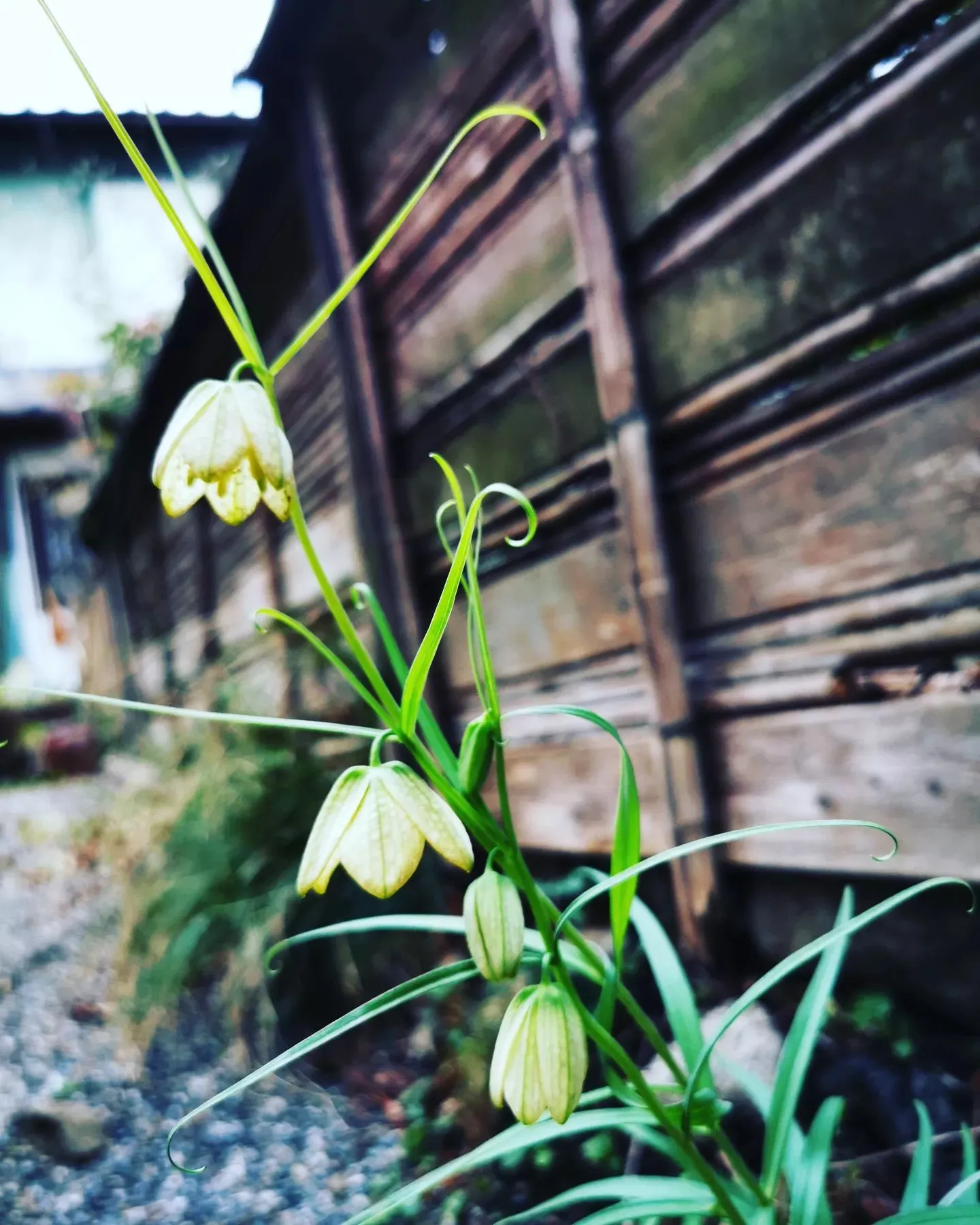 春が来た。