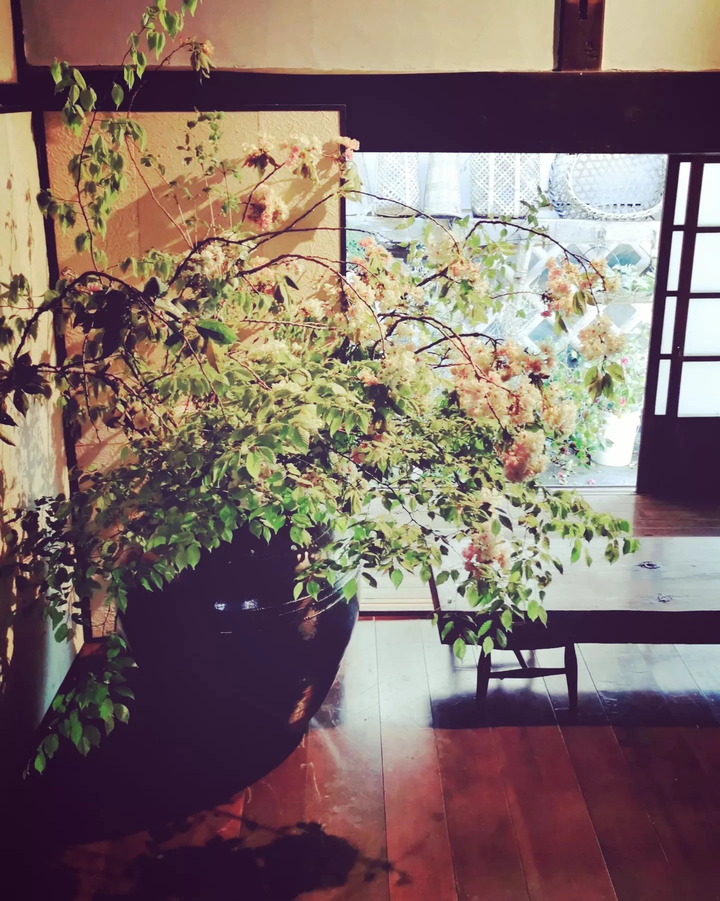 ほんと今だけのお楽しみ。