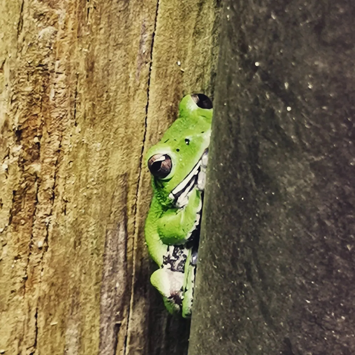 早起き最高。