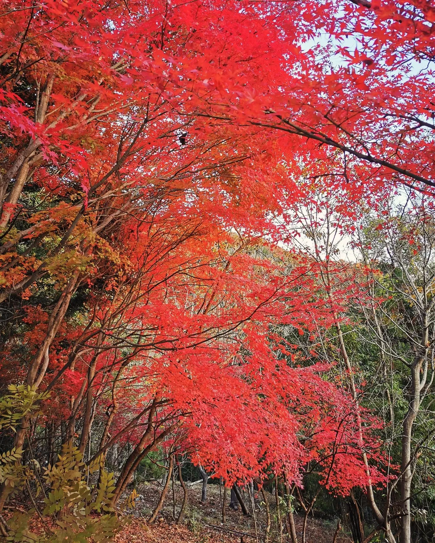 里山の秋。