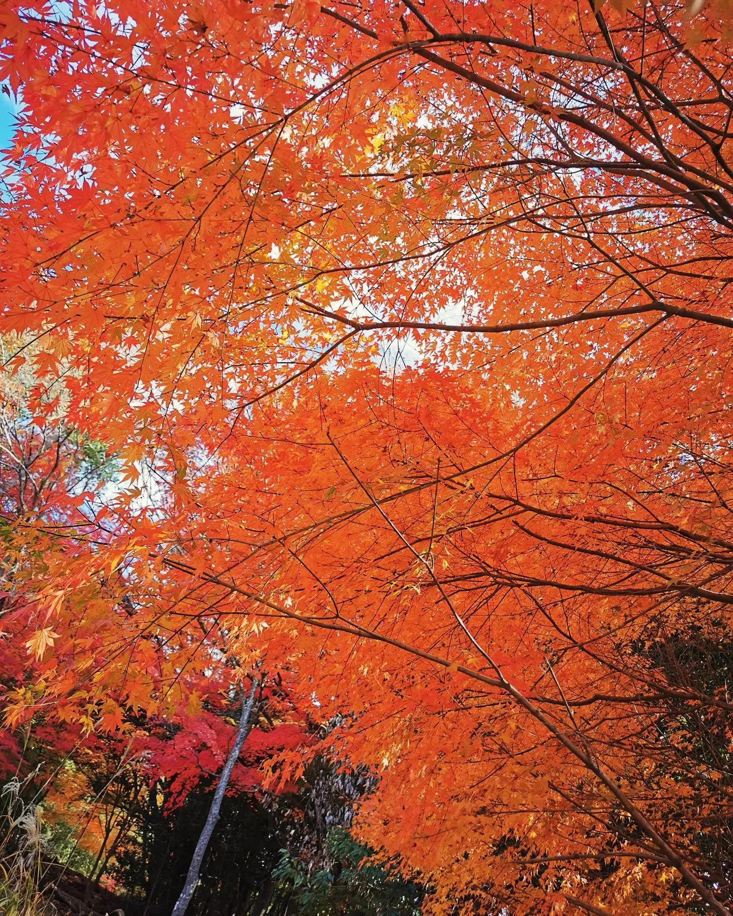 里山の秋。