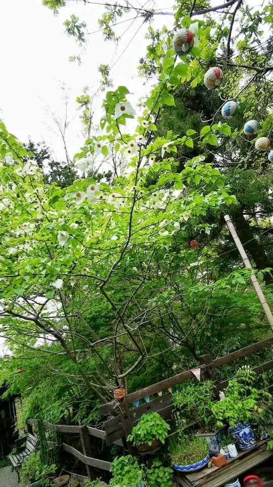 ハンカチの花が咲きました。