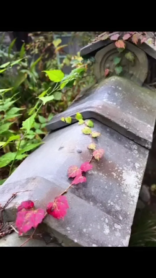 こちらの素敵な動画は